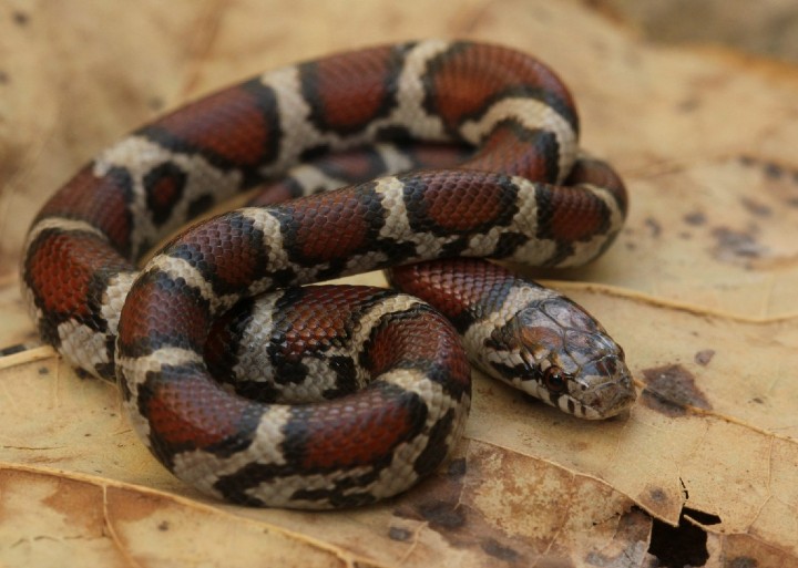 Red Milk Snake